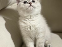 Safkan scottish fold ve british shorthair bebeklerim