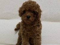 Toy Poodle Yavru Köpeği