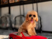 Toy poodle Apricot yavrularımız