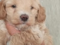MALTİPOO BEBEKLERİMİZ
