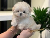 En Ozel Ve Güzel Toy Poodle Bebeklerim