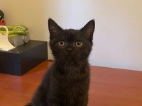 Oyuncu sevecen 3 aylık yavru british shorthair