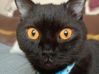 İngiliz British Shorthair Damızlık