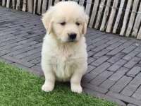A scrli anne babadan golden yavrular kapıda ödeme