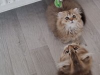 Çikolata golden yavru kedilerimiz