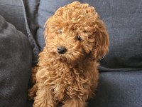 5 AYLIK DİŞİ EN KÜÇÜK BOY POODLE