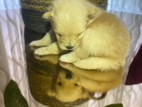 Pomeranian cinsi yavrular yeni yuva arıyor