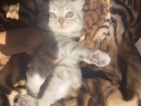 Çok sevimli oyuncu sağlıklı dişi british shorthair bebeğimiz