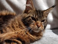 Kocaman maine coon erkek özel renk