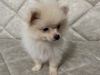 4 Aylık Dişi Pomeranian