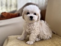 Köpeğimize Acil Yuva Arıyoruz