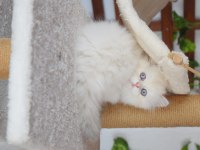MUNCHKIN CUCE KEDI
