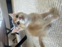 British shorthair golden