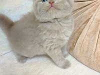 LOKUMULİNKO KEDİMİZ