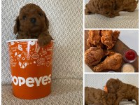 Evde büyüyen Kore Teacup Poodle