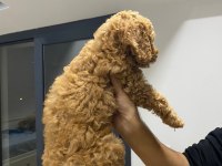 Yavru toy poodle sahiplendirme