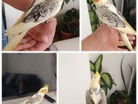 EV ÜRETİMİ RENK GÜZELİ JUMBO BOY MÜKEMMEL SULTAN YAVRULAR