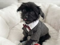 Hiç büyümeyecek minik yavru köpeğimiz