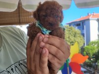 Korekan POODLE mükemmel güzellikte
