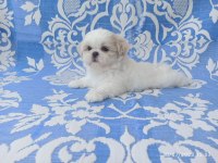 12 Haziran doğumlu mini erkek shih tzu bebekler