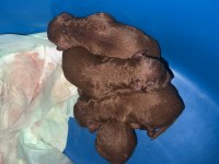 POODLE EVİMİZİN NEŞELERİ SİZE NEŞE KATMAK İÇİN HAZIRLAR