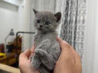 1.5 aylık yavru british shorthair