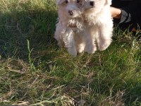 Uygun bütçeli havanese yavrular 0 numara