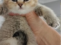 British shorthair yavrular