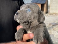 CANE CORSO BLUE VE BLACK