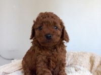 KORE KAN POODLE SAHİPLENDİRME