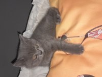 Safkan Scottish Fold