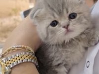 Rezerve açık scottish fold