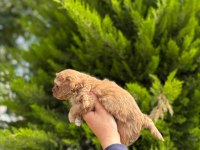 Tea cup maltipoo yavrularımız