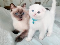 Minnoş Gözlü Bebek Scottish Fold