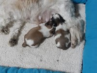 0 burun tüy dökmez koku yapmaz A kalite shih tzu yavrular