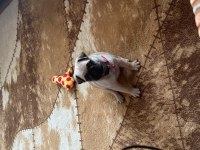 45 günlük krem dişi pug mops