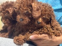 Ankranın en seçkin redbrown toy poodle yavruları