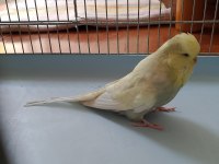 İnce show Jumbo Jumbo yerli muhabbet kuşu satılık