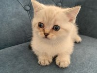 British Shorthair Yavrumuz Yeni Ailesini Arıyor