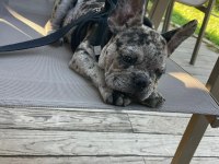 French bulldog merle erkek yavru
