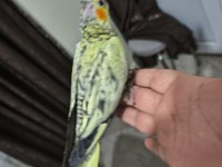 Sultan papağanı yavruları 2 aylık