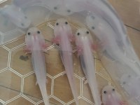 AXOLOTL SEMENDER İSTANBUL İÇİ ELDEN TESLİM