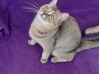 Golden British Shorthair