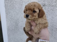 Boy Kilo Garantili Maltipoo Yavrular İzmit