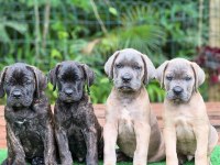 Türkiyenin en güvenilir çiftliğinden cane corso