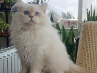 11 aylık erkek british longhair golden point