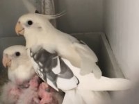 Heawy ve albino sultan papağanı takımlar