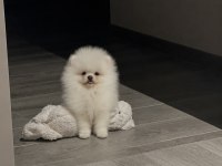 Pomeranian Yavru