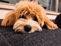 1 Yaşında Tuvalet Eğitimli Sütlü Karamel Renk Maltipoo