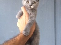 British shorthair ve scottish fold yavrular